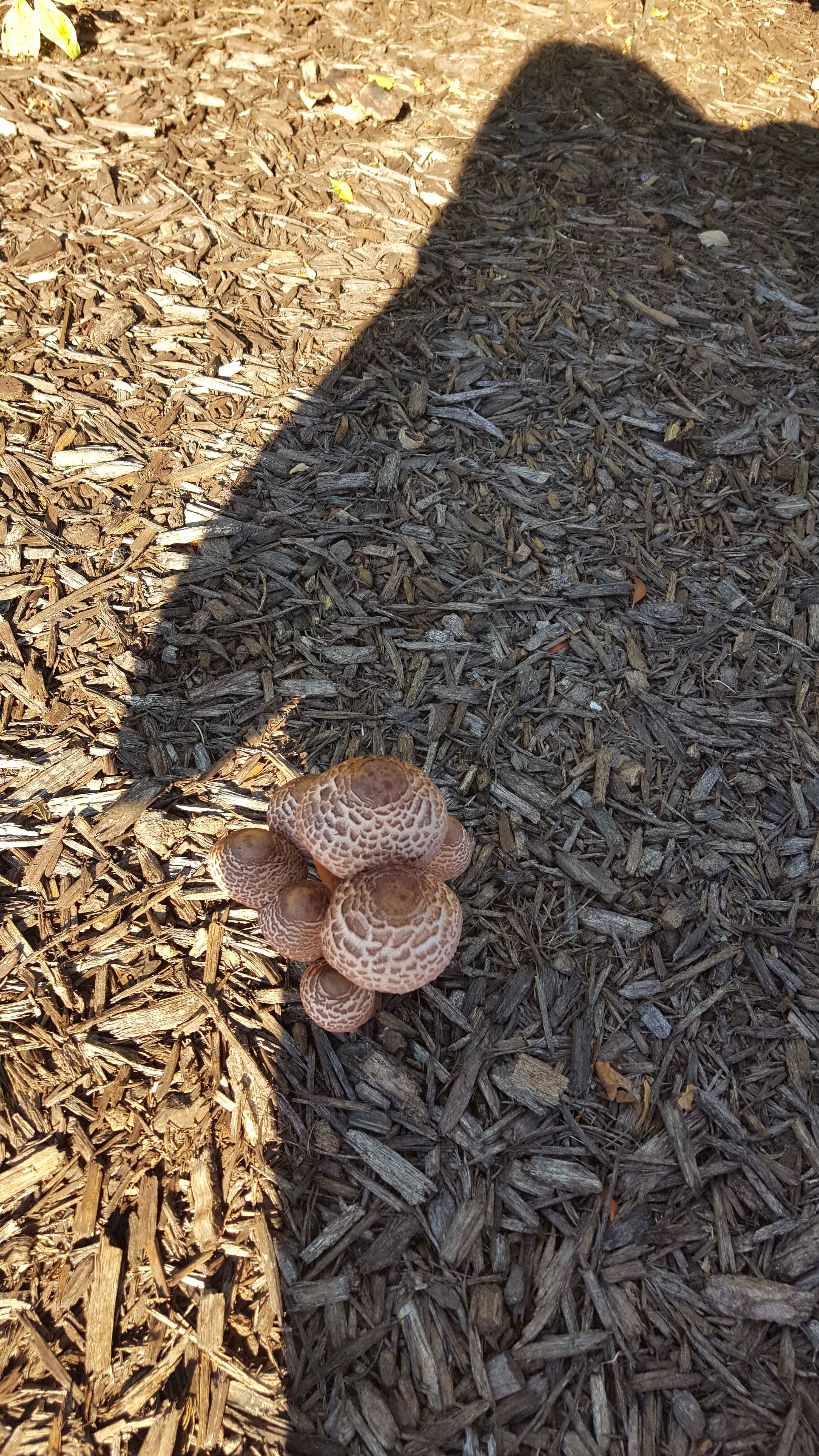 Leucoagaricus americanus Figure 1